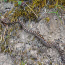 Gloydius himalayanus (Günther 1864) resmi