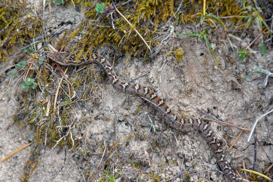 Gloydius himalayanus (Günther 1864) resmi