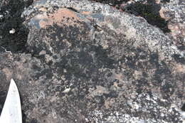 Image of Waterside rockshag lichen