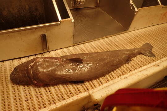 Image of sleeper shark