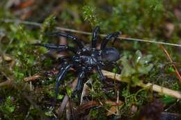 Image of Foldingdoor Spider