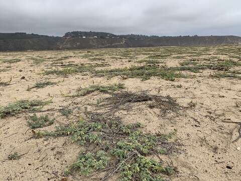 Image of Euphorbia portulacoides L.