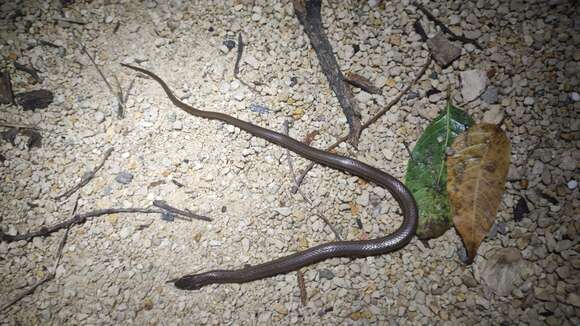 Image of Peninsula Stripeless Snake