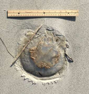 Image of mushroom cap jellyfish