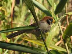 Paradoxornis guttaticollis David 1871 resmi