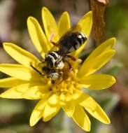 Triepeolus balteatus Cockerell 1921 resmi