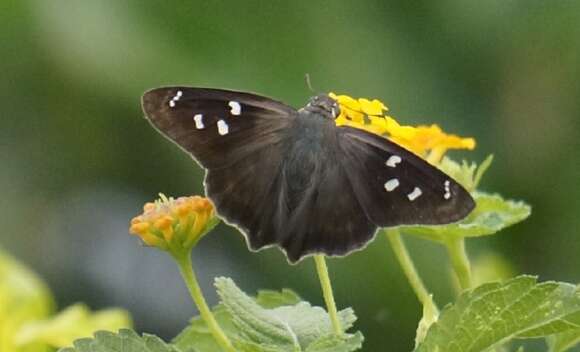 Image of Hammock Skipper