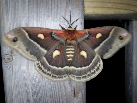 Image of Columbia Silkmoth