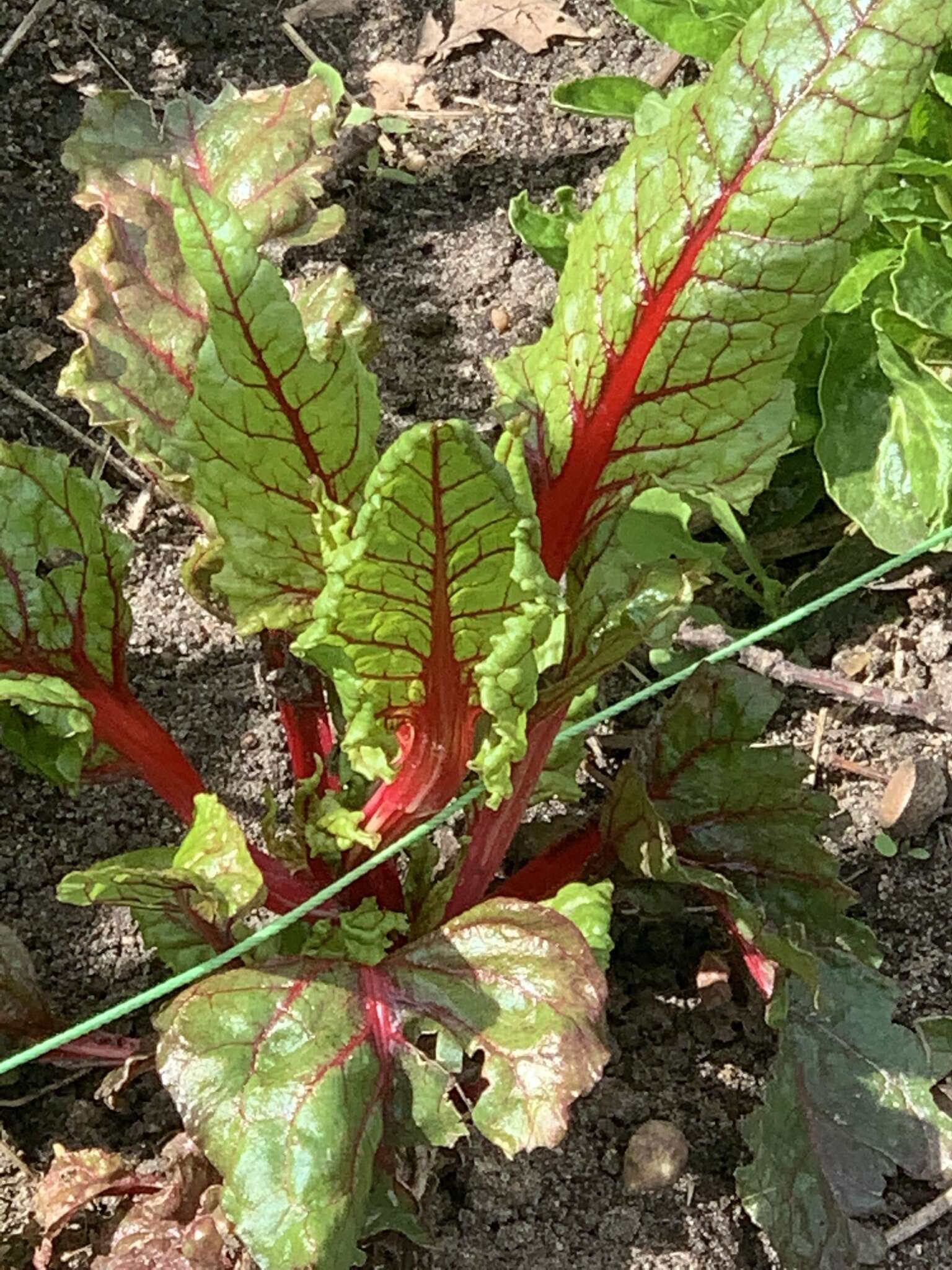 Image of Beta vulgaris subsp. vulgaris