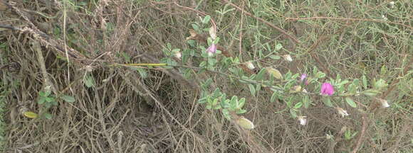 Image of Podalyria buxifolia Willd.