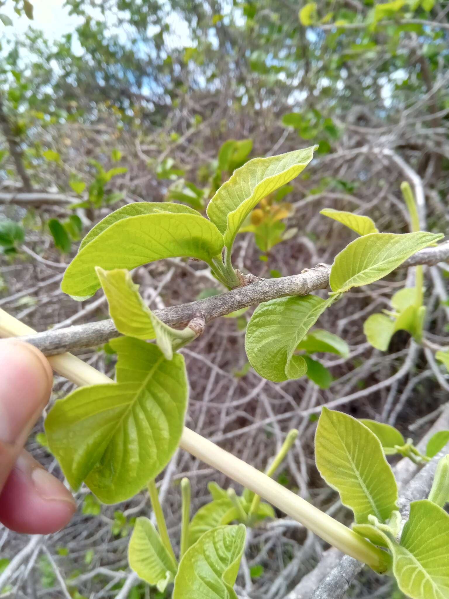 Image of Turraea sericea Sm.