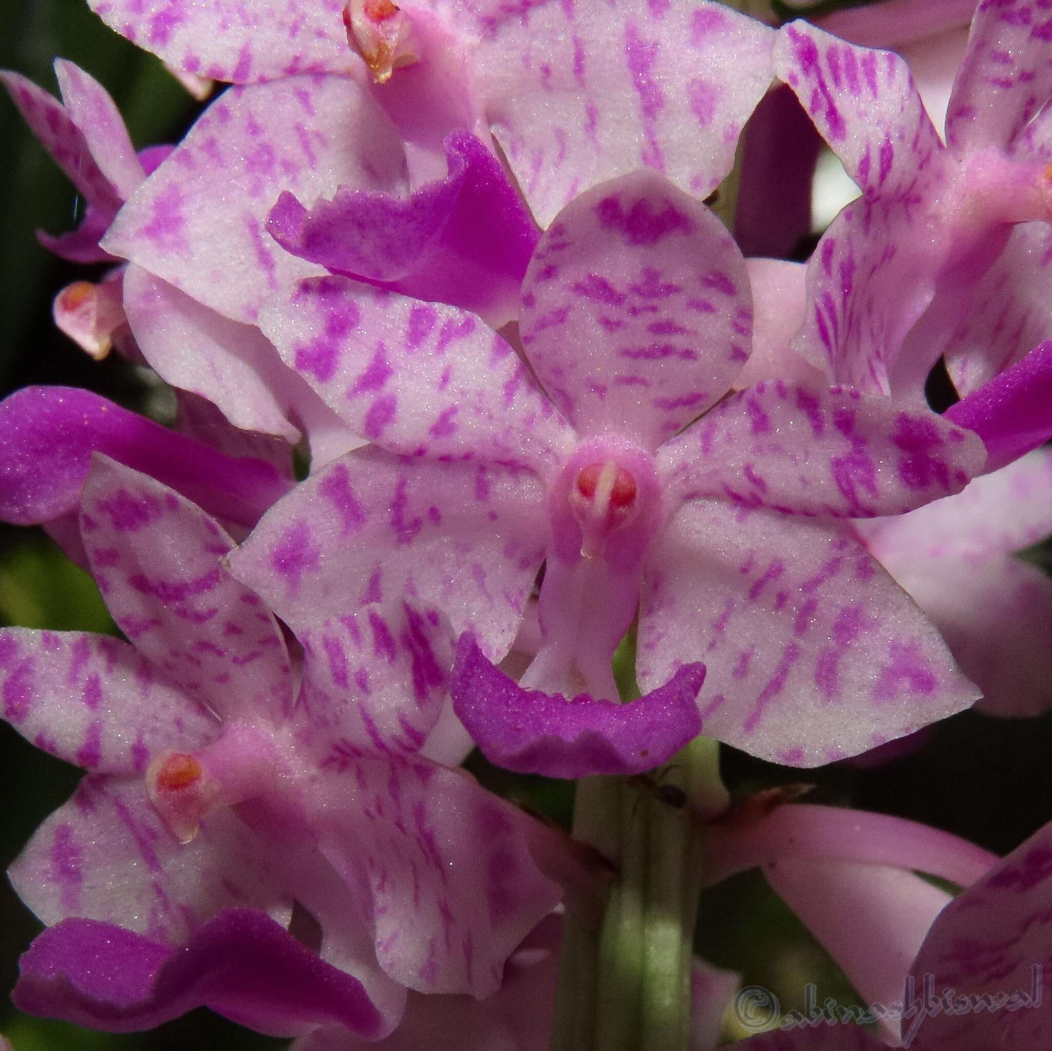 Слика од Rhynchostylis retusa (L.) Blume