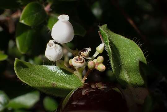 Plancia ëd Arctostaphylos nummularia subsp. nummularia