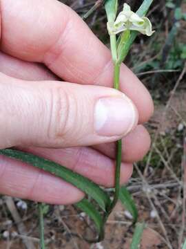 Image de Disperis circumflexa (L.) T. Durand & Schinz