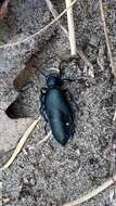 Image of Short-Winged Blister Beetle