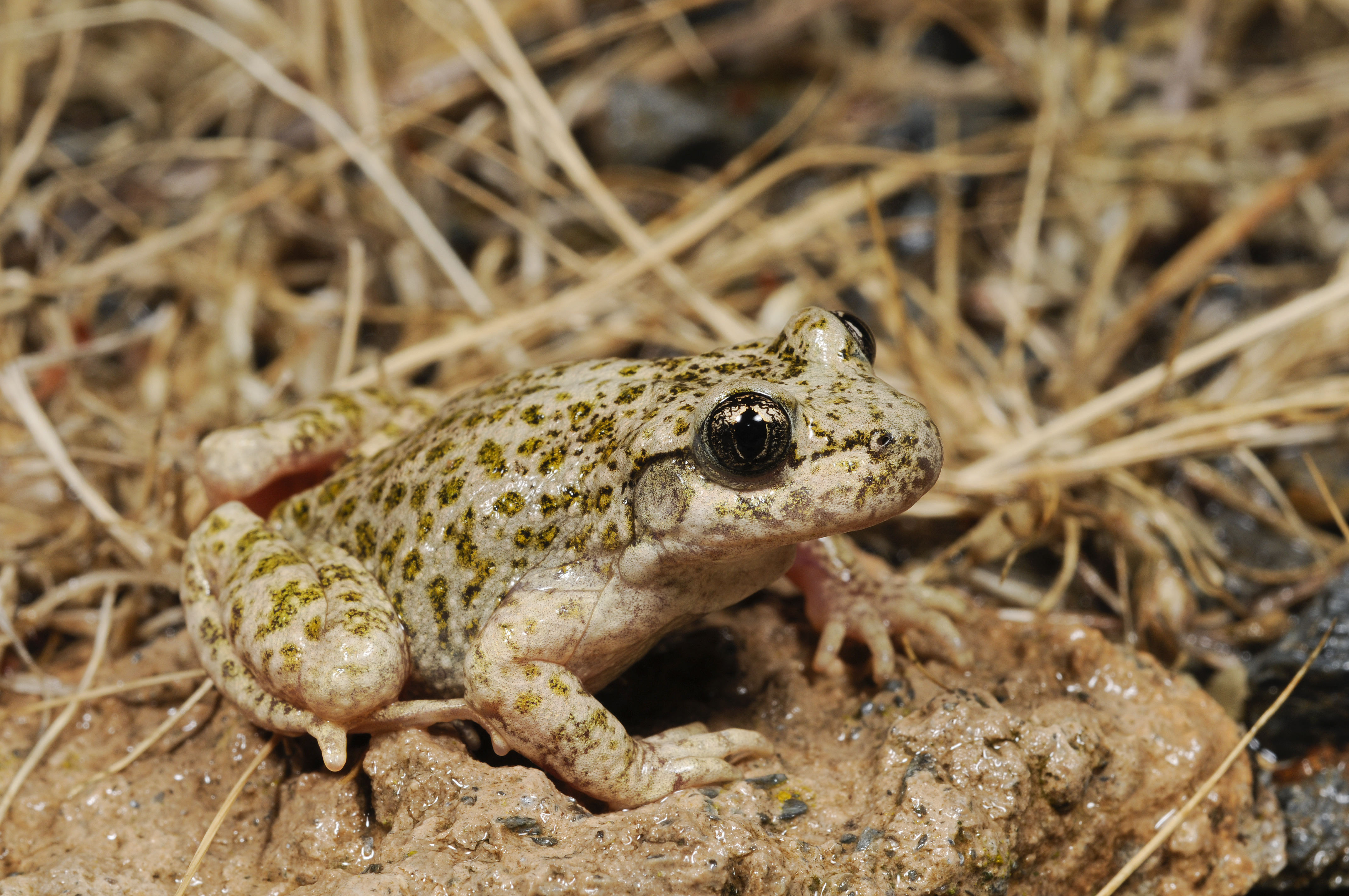 Image of Betic midwife toad
