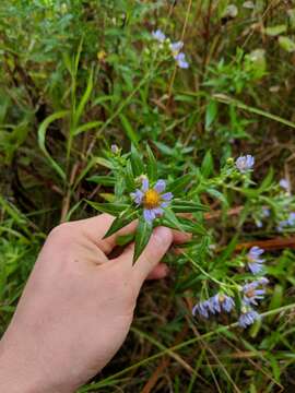 Plancia ëd Symphyotrichum firmum (Nees) G. L. Nesom