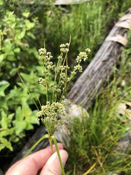 Image of Woodland Bulrush