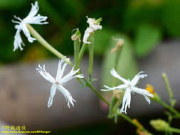 Image of Silene fortunei Vis.