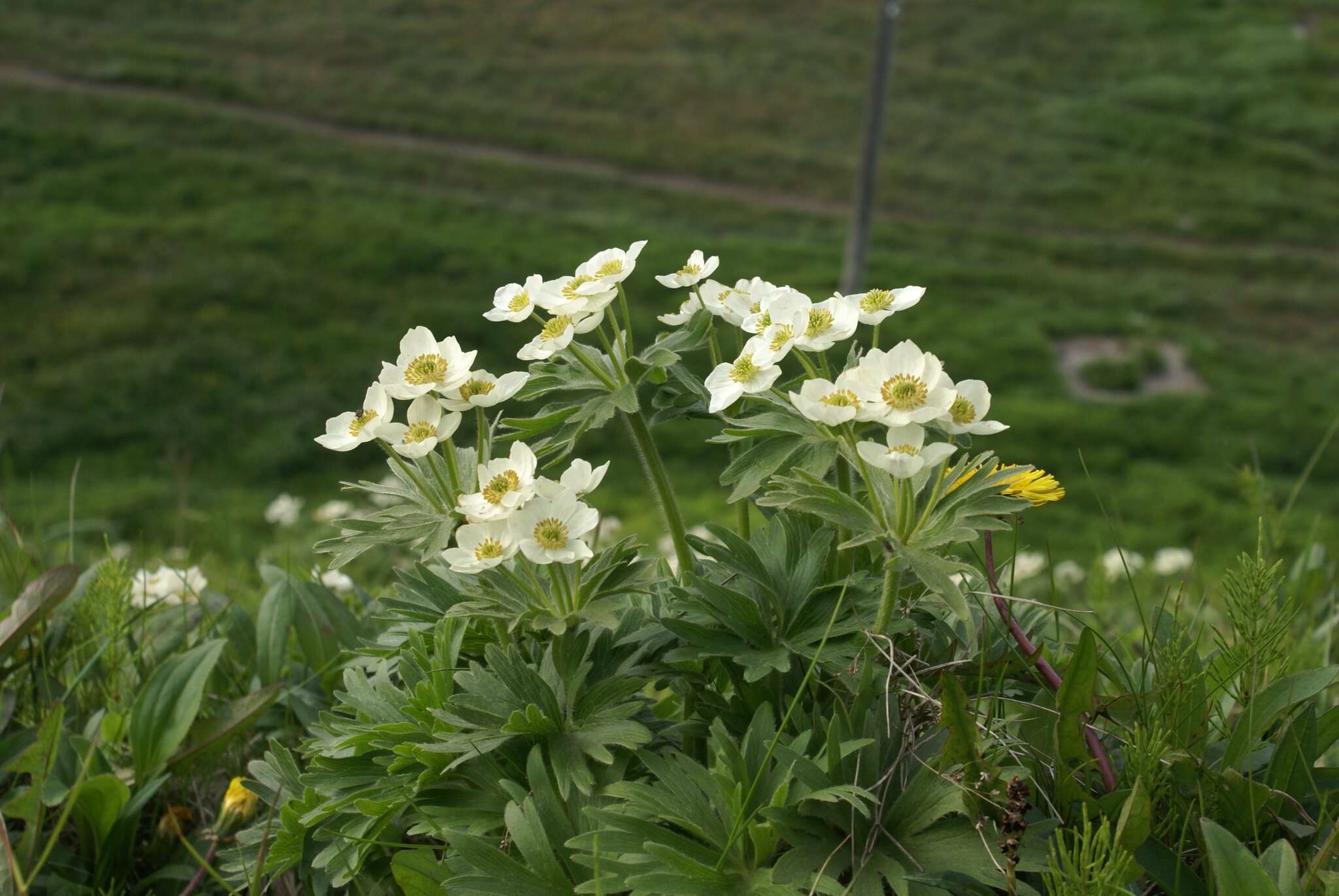 Imagem de Anemonastrum narcissiflorum subsp. villosissimum (DC.) A. Löve & D. Löve