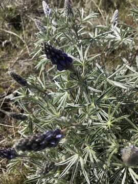 Image of silky lupine