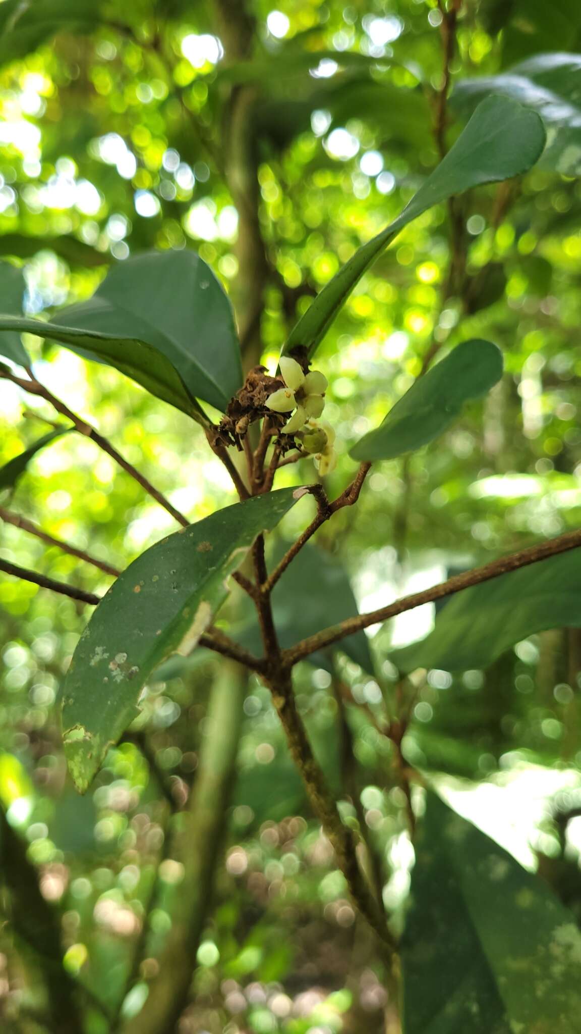 Image of Esenbeckia grandiflora Mart.