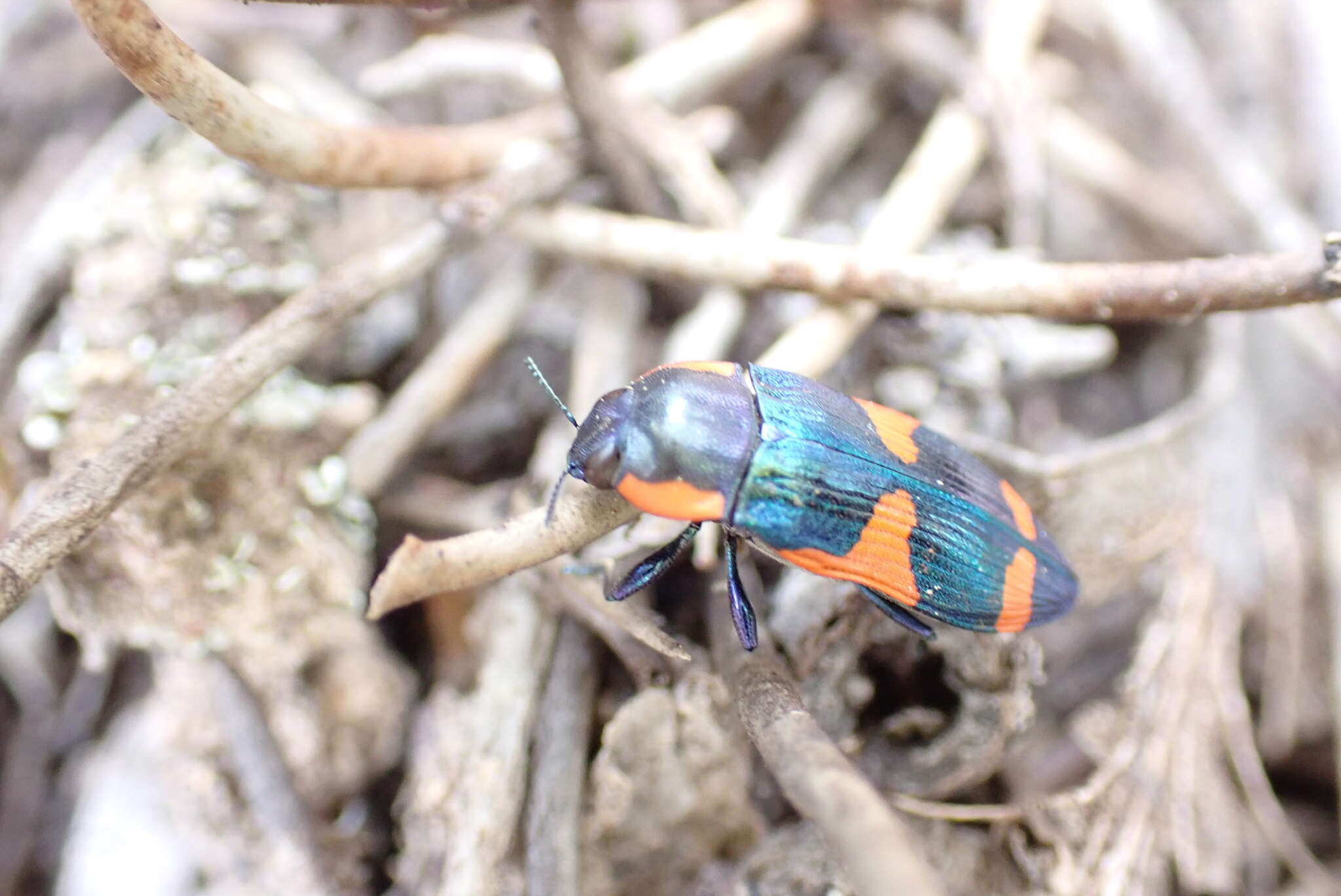 Image of Castiarina grata (Saunders 1869)