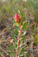 Plancia ëd <i>Leucospermum <i>tottum</i></i> var. tottum