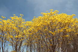 Plancia ëd Handroanthus spongiosus (Rizzini) S. O. Grose