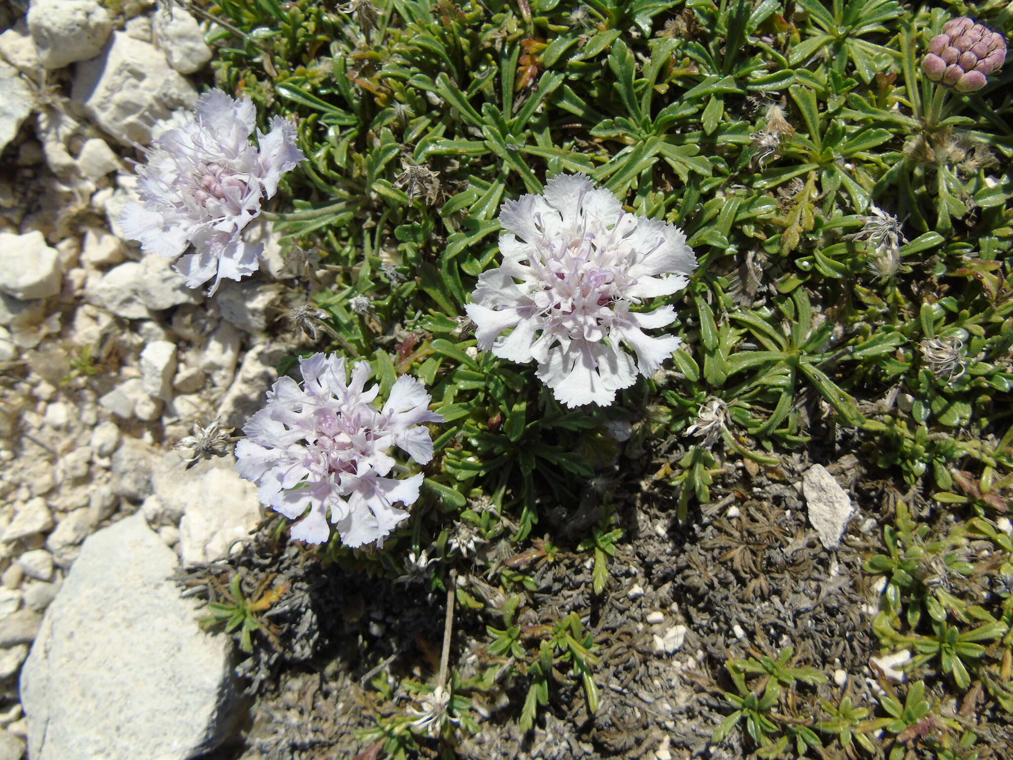 Image de Lomelosia crenata subsp. dallaportae (Boiss.) W. Greuter & Burdet