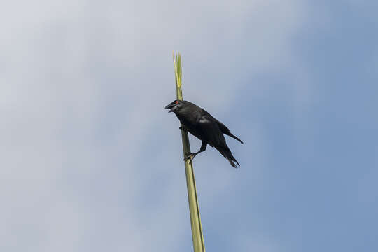 Imagem de Corvus leucognaphalus Daudin 1800