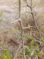 Image of Searsia gueinzii (Sond.) F. A. Barkley