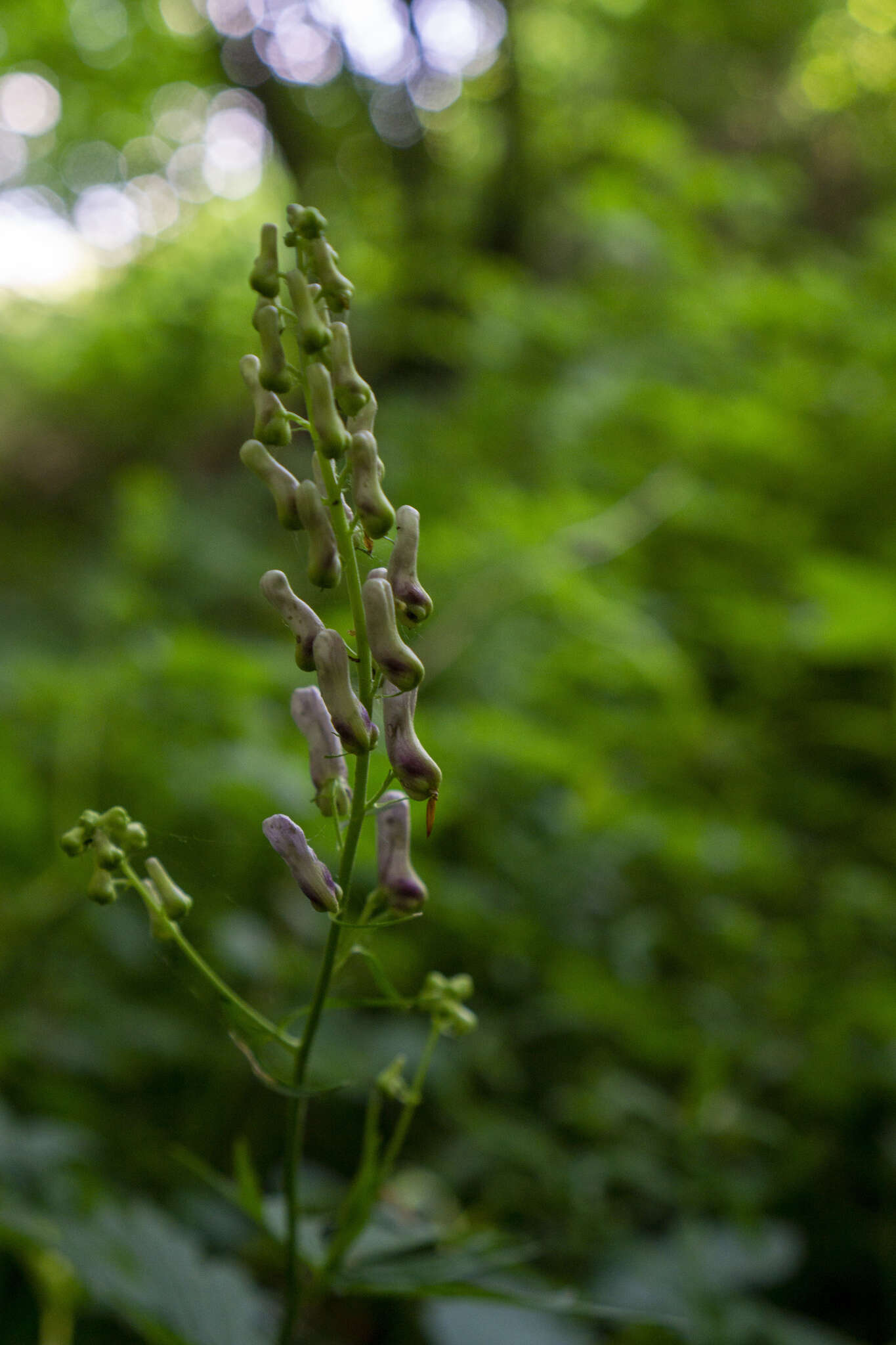 Imagem de Aconitum lycoctonum subsp. moldavicum (Hacq.) J. Jalas