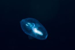 Image of Naked Sea Butterflies