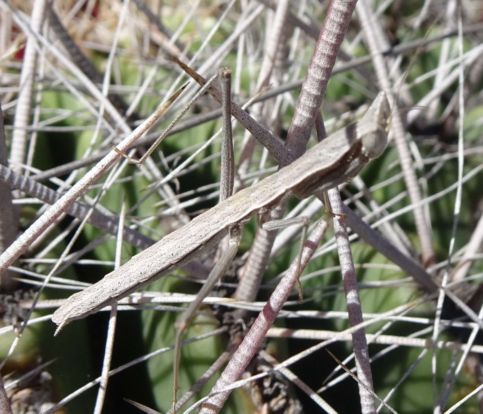 Слика од Yersiniops solitarius (Scudder 1896)