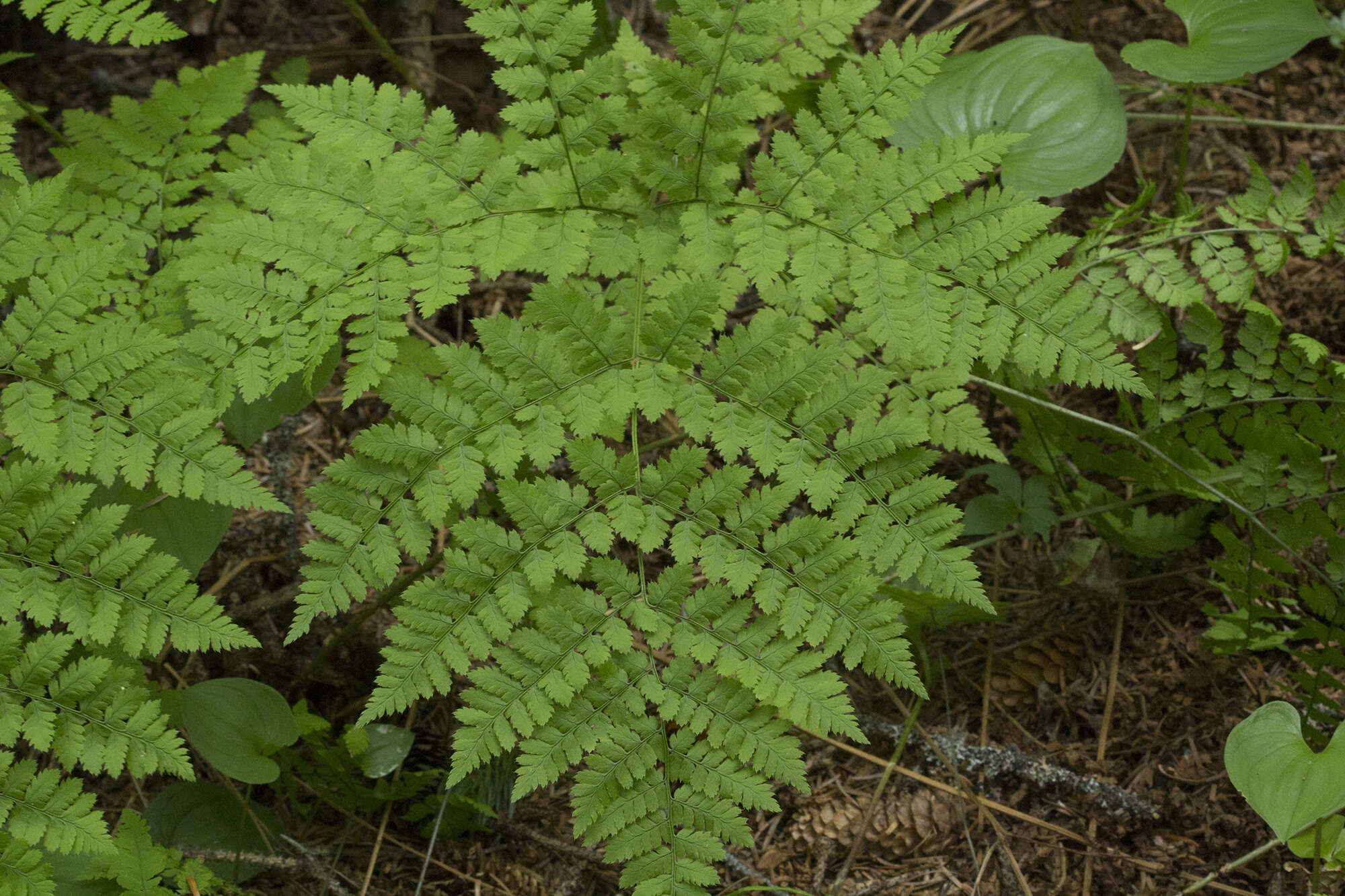 Image of Dryopteris amurensis (Milde) Christ