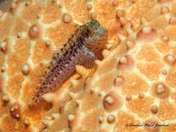 Image of Seaweed Blenny