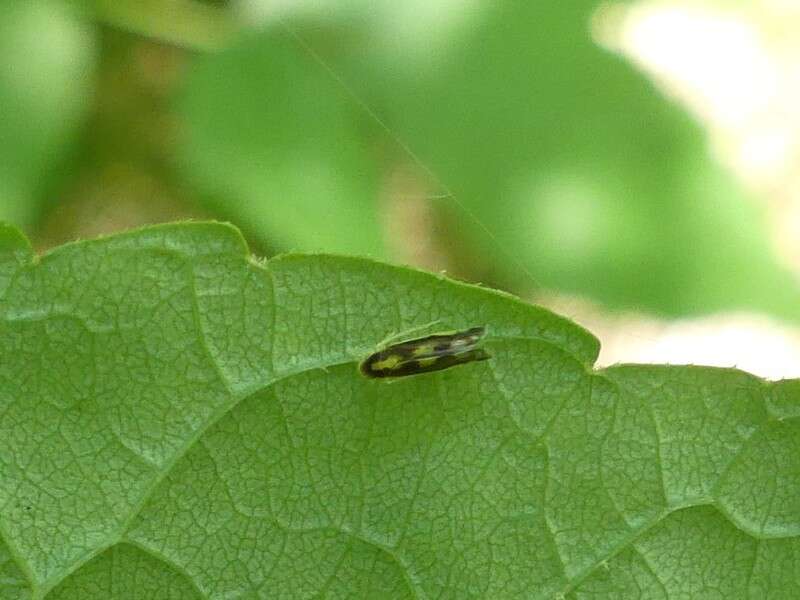 صورة Eupteryx (Eupteryx) flavoscuta Gillette 1898