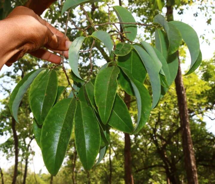 Image of Margaritaria indica (Dalzell) Airy Shaw