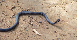 Image of Stephens's Banded Snake