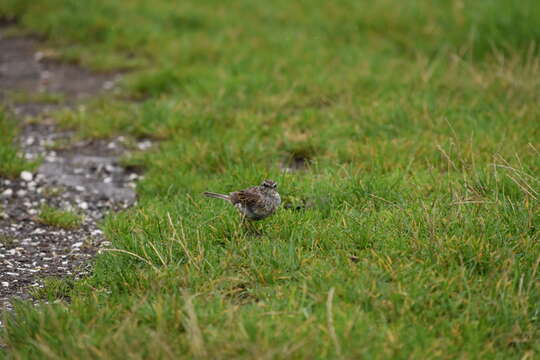 Image of Australasian Pipit