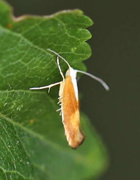 Image of Argyresthia albistria Haworth 1828