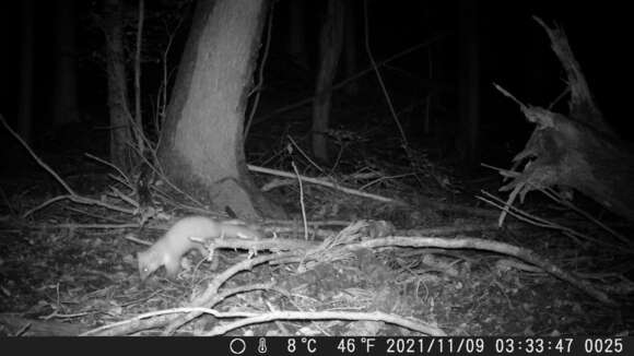 Image of Japanese Marten