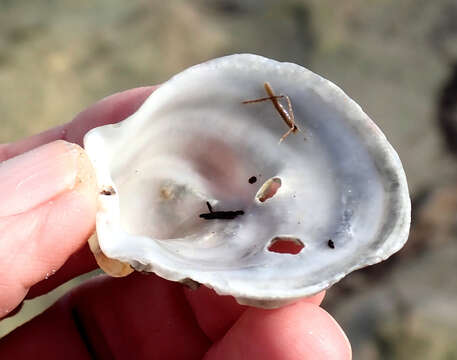 Image of scarlet thorny oyster