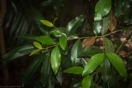 Image of Austrobuxus swainii (Beuzev. & C. T. White) Airy Shaw