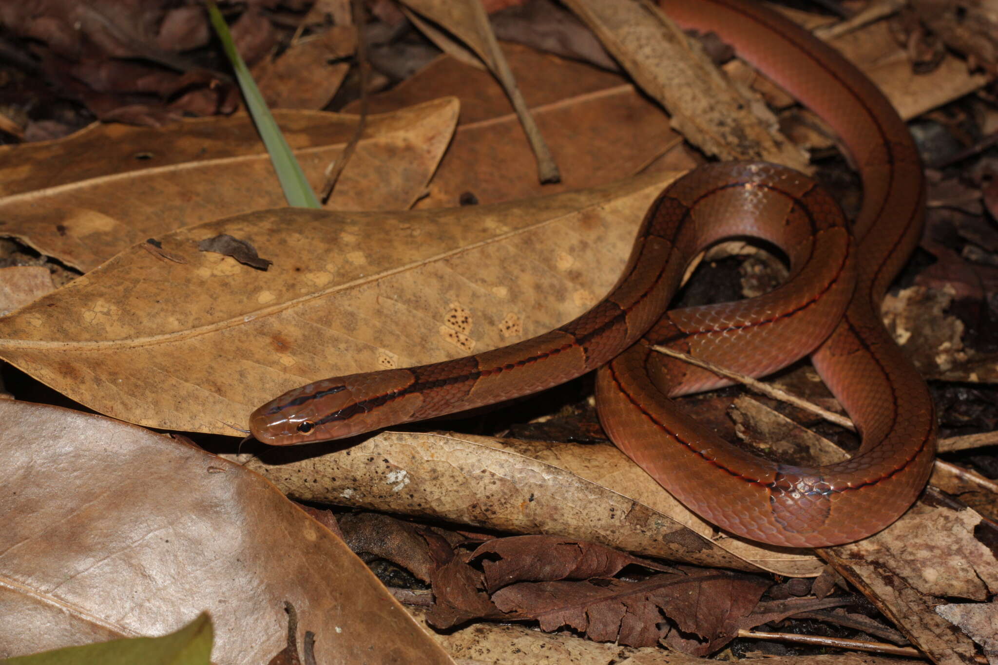 Plancia ëd Oreocryptophis porphyraceus vaillanti (Sauvage 1876)