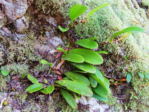 Image of Bulbophyllum baileyi F. Muell.