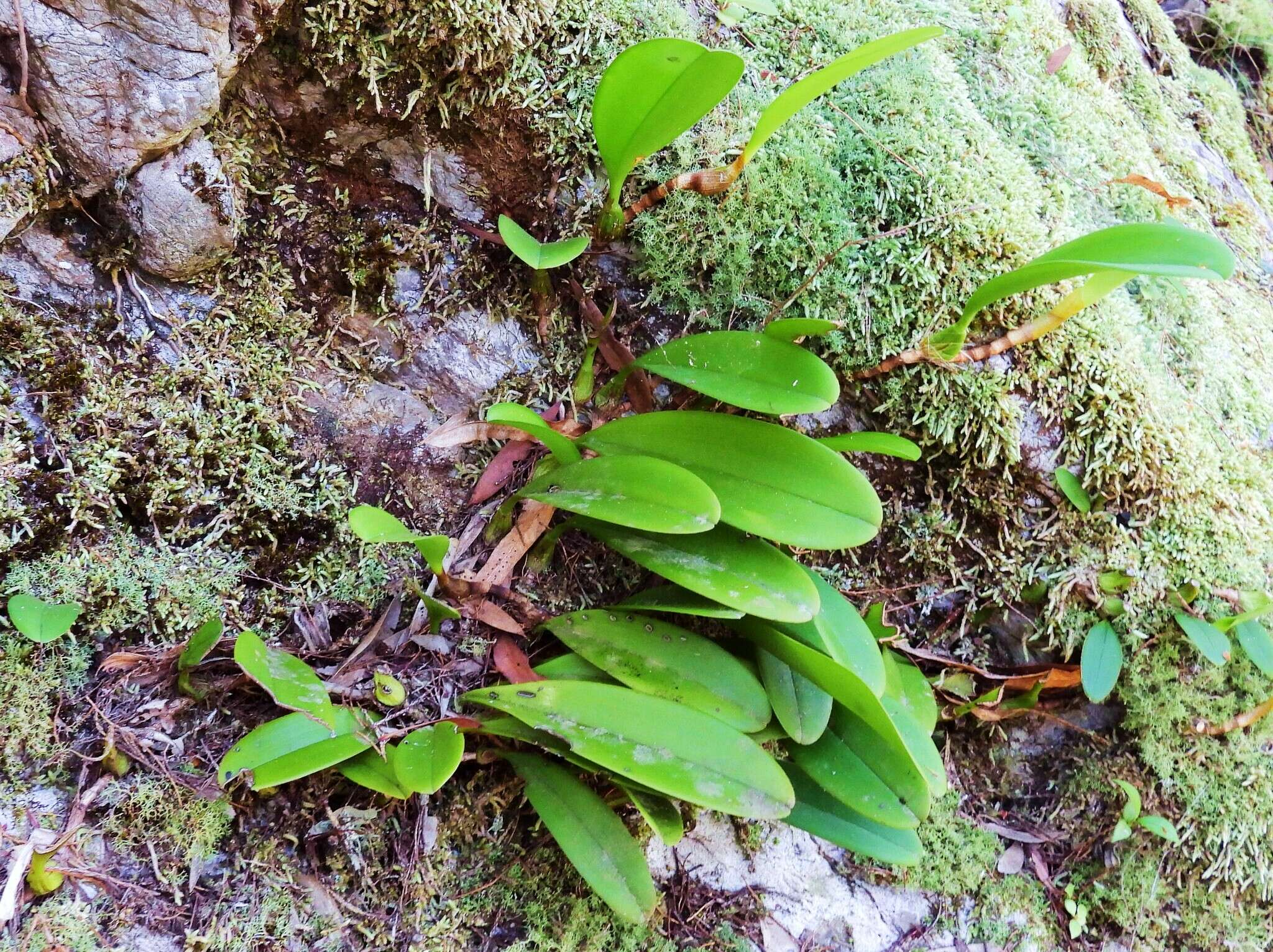 Image de Bulbophyllum baileyi F. Muell.