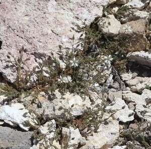 Image of brittle sandwort