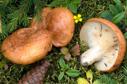 Image of Lactarius zonarioides Kühner & Romagn. 1953